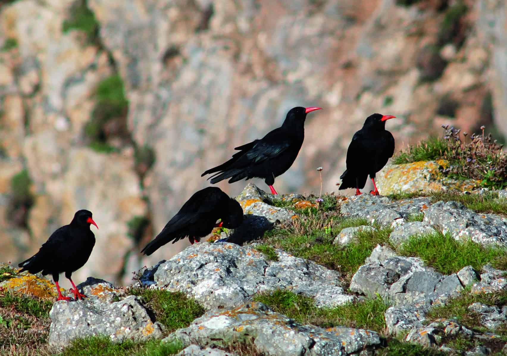 Choughs coastal birds in North Wales