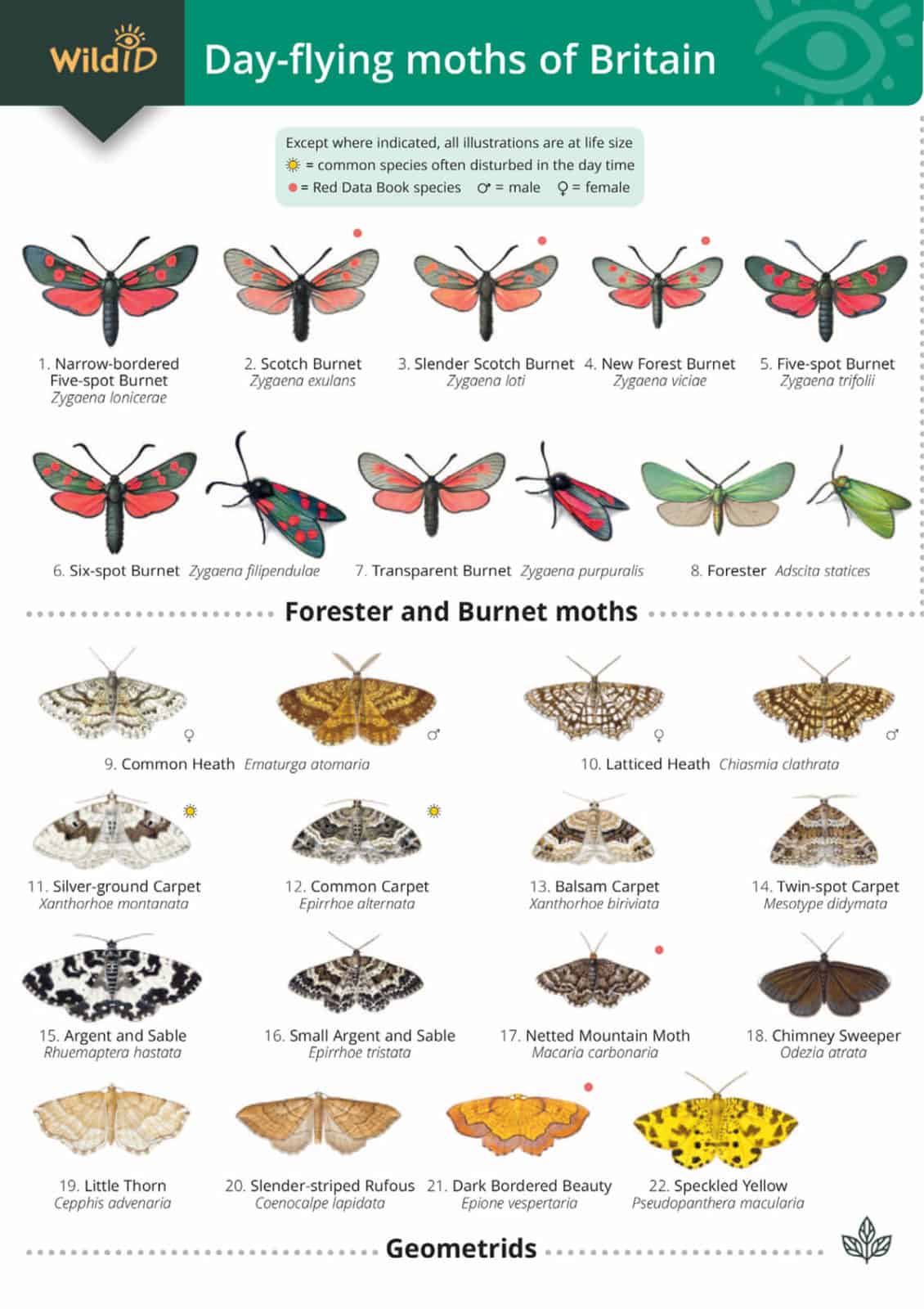 Moths guide