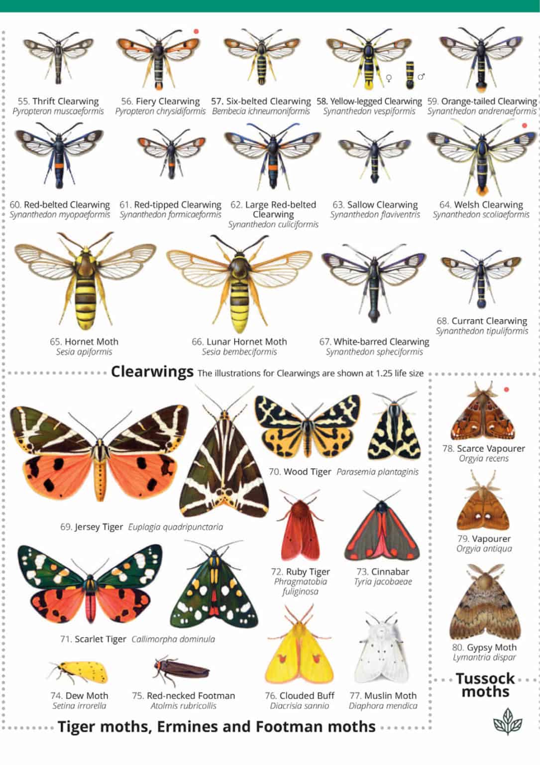 British Day Flying Moths Identification Guide | FSC Moths Guide