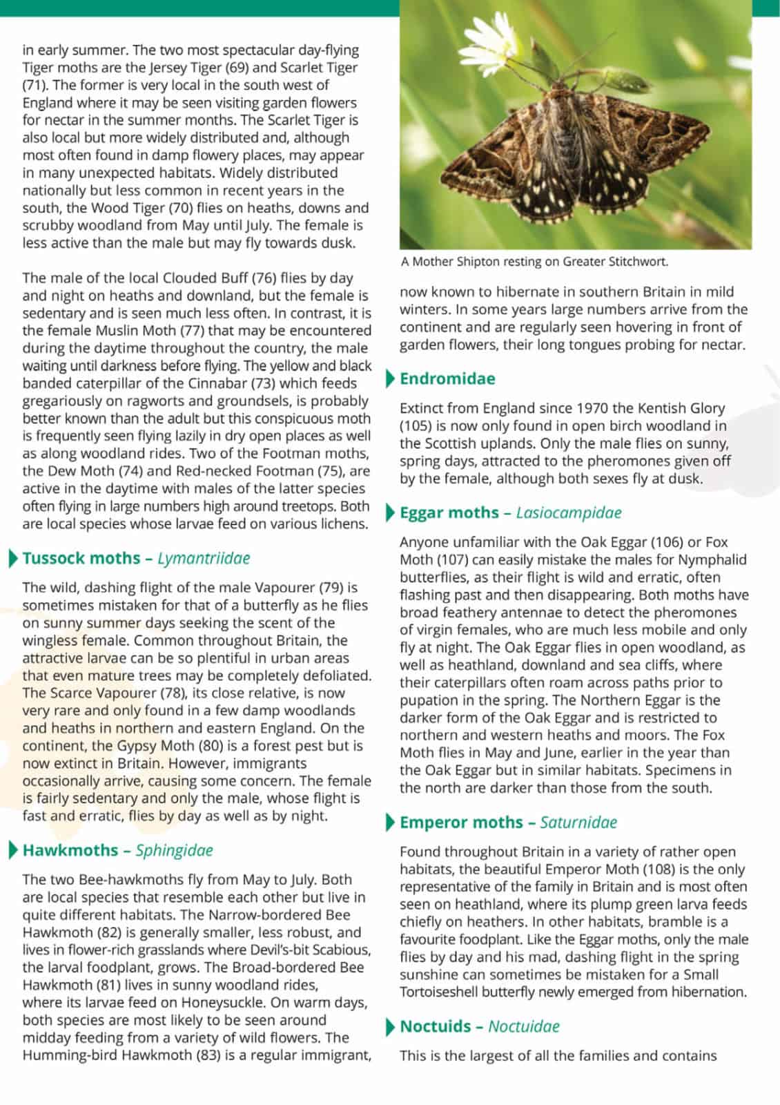 Moths guide