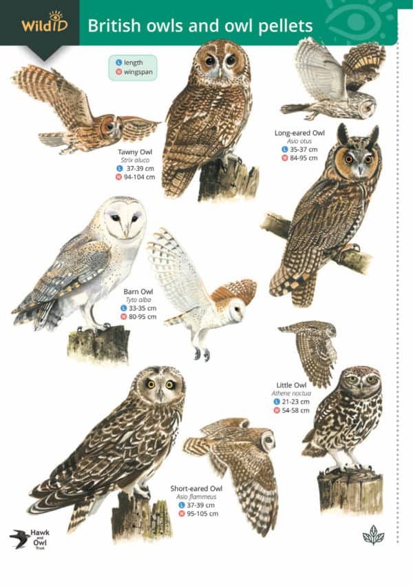 Owls and owl pellets guide