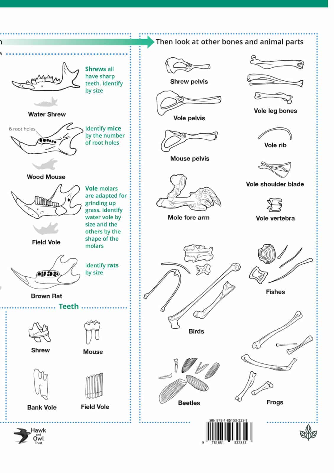 Owls and owl pellets guide