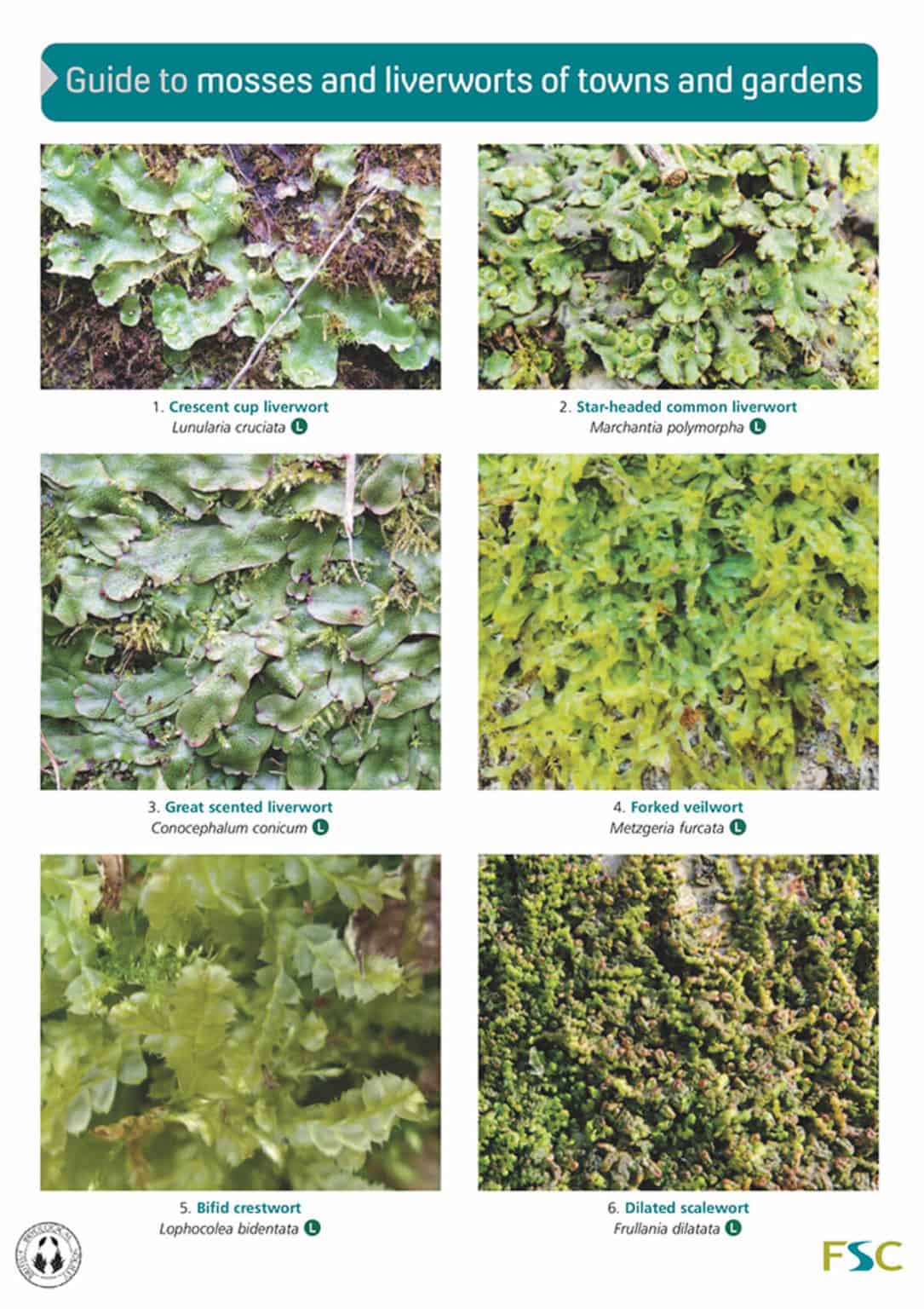 Woodland mosses guide – Field Studies Council