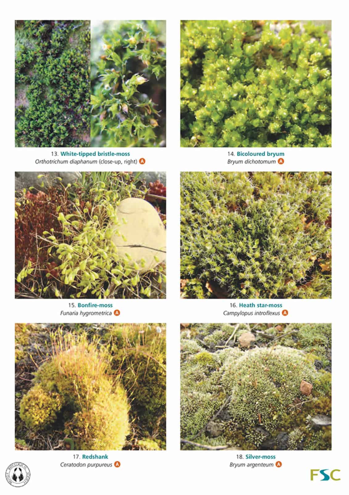 garden mosses