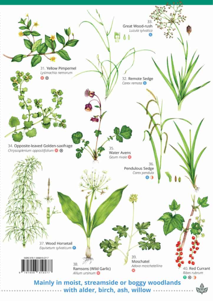 Ancient Ree Indicators Ancient woodland indicators guide – Field Studies Council