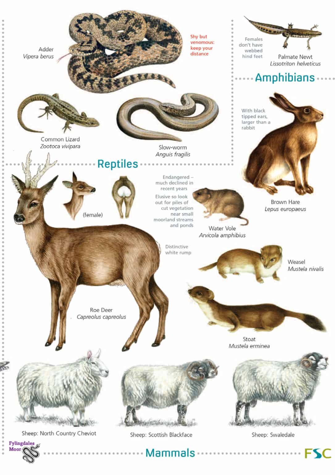 Moorland Wildlife Of The North York Moors Field Studies Council Moorland Wildlife Of The North York Moors Field Studies Council