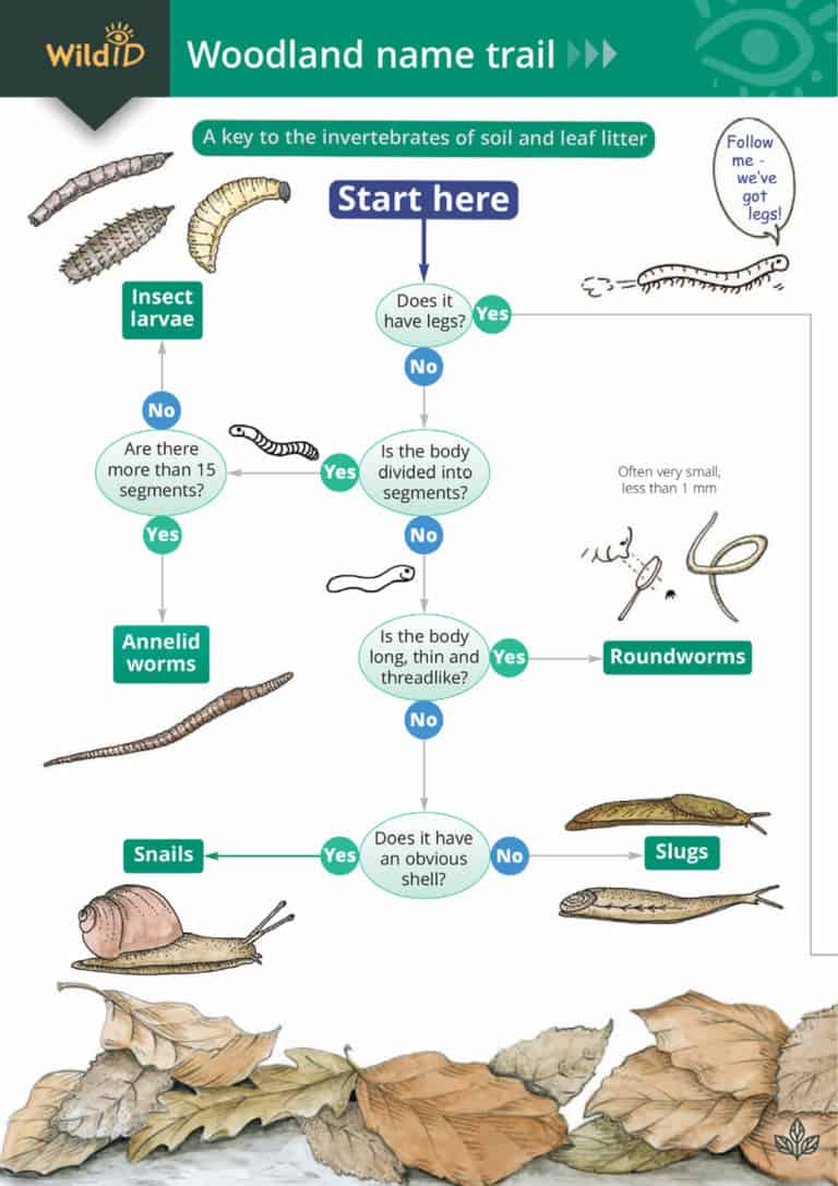 Woodland name trail – Field Studies Council
