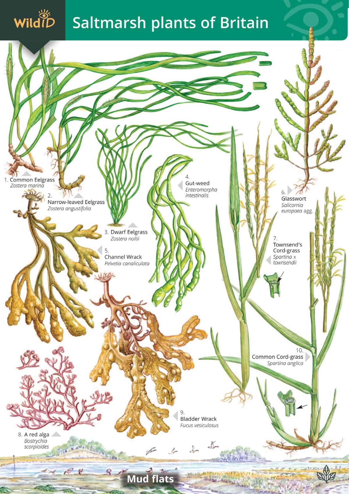 Triangular Stem Marsh Plant: Identification Guide & Amazing Facts! - 0pfs2sr