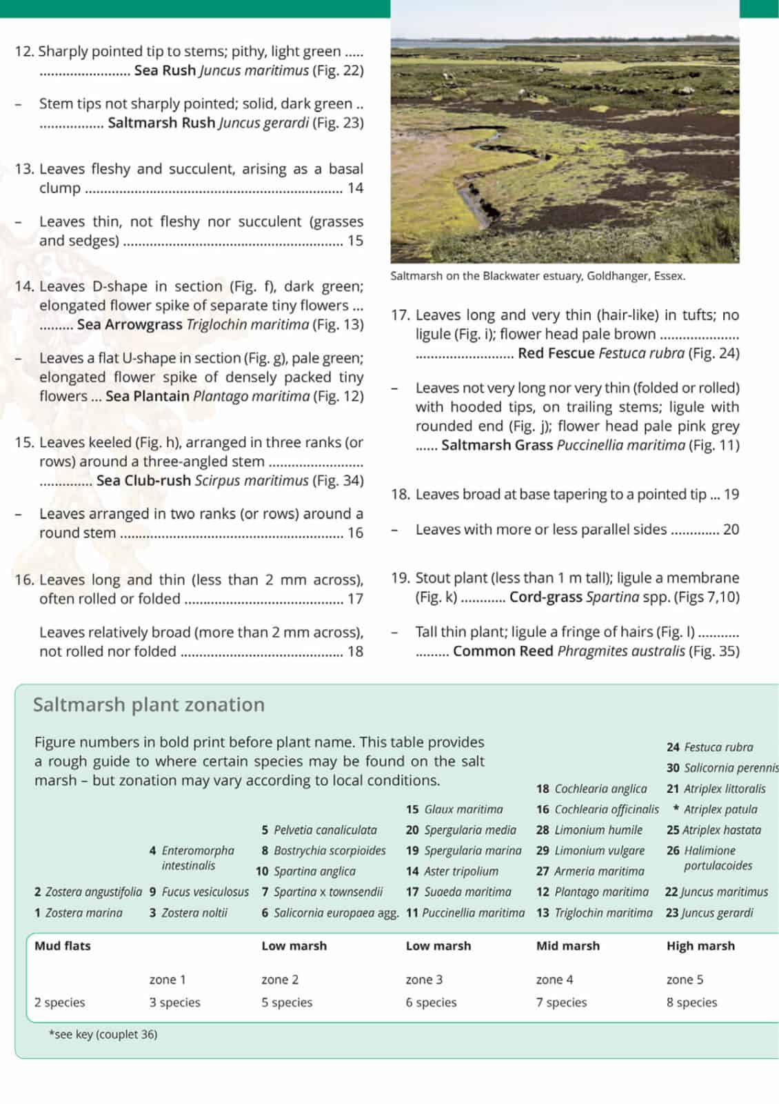 Saltmarsh guide