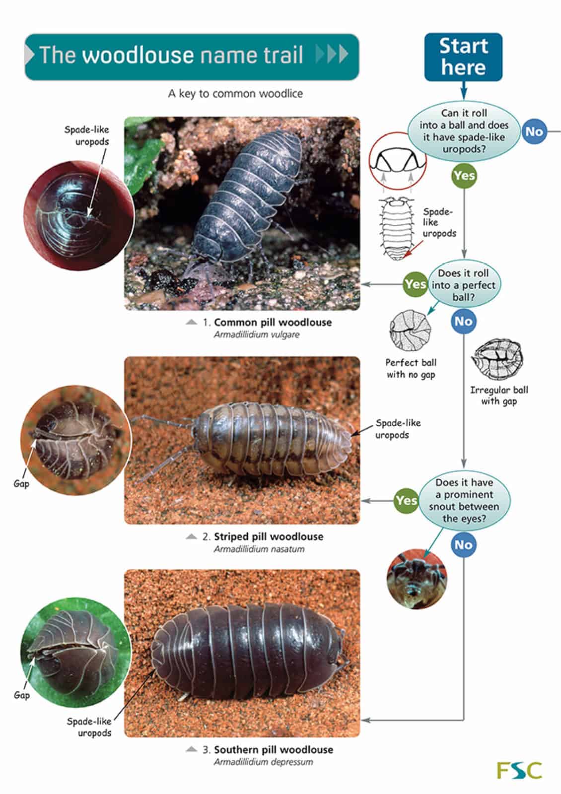 Woodlouse name trail