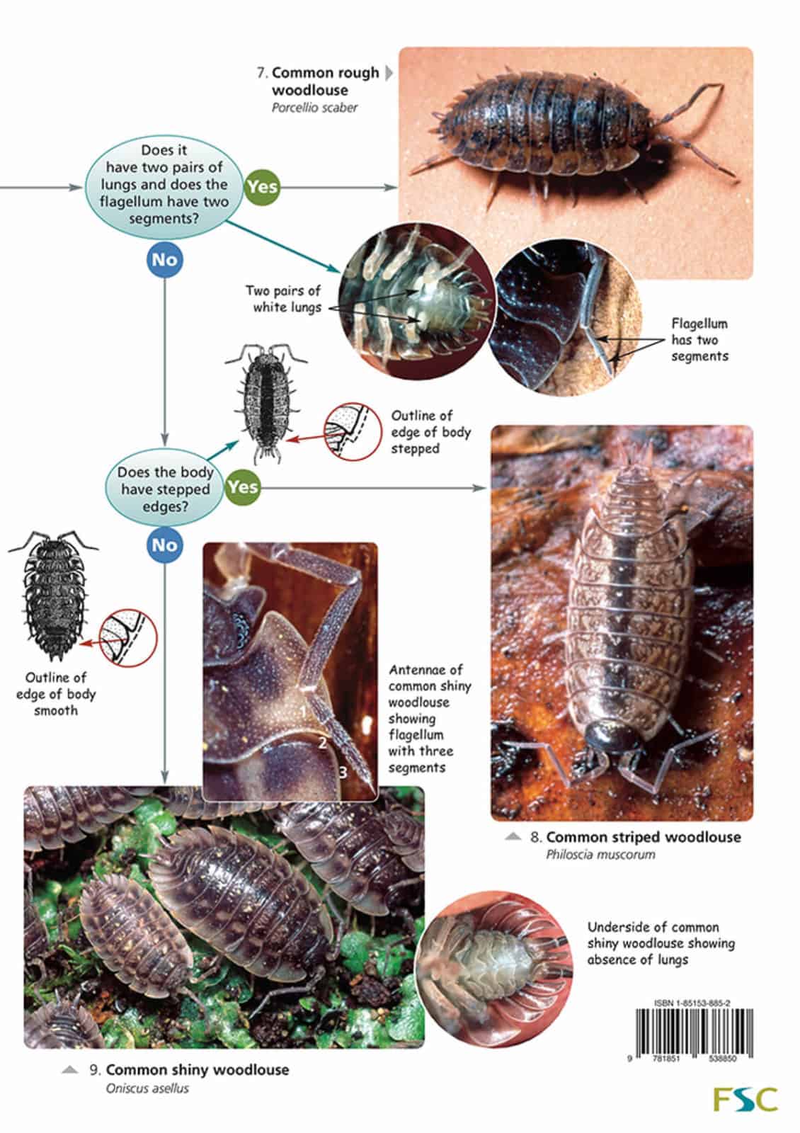 Woodlouse name trail