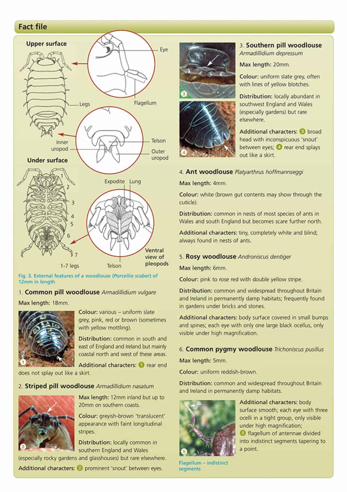 Woodlouse name trail