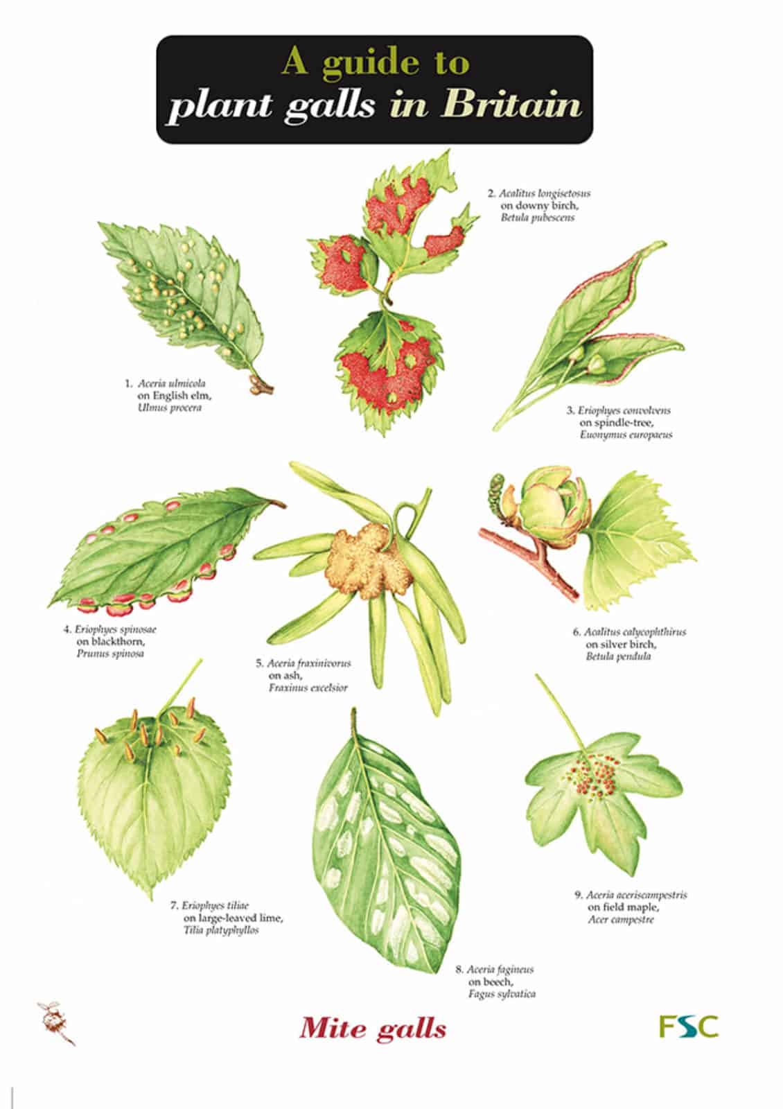 Plant galls guide