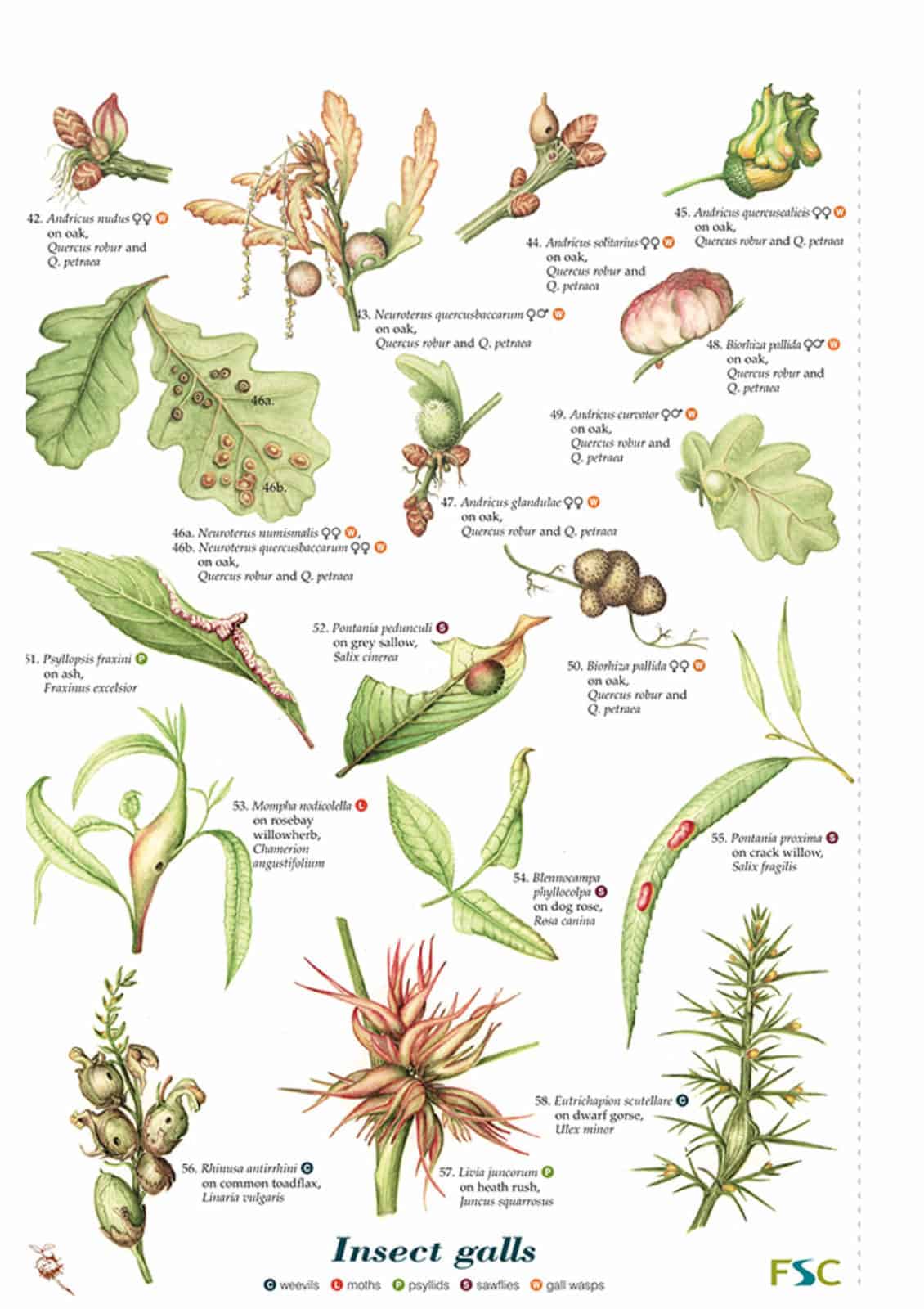 Plant galls guide