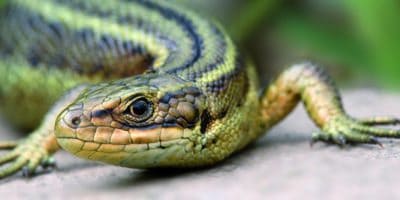 A small green lizard reptile