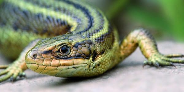 A small green lizard reptile