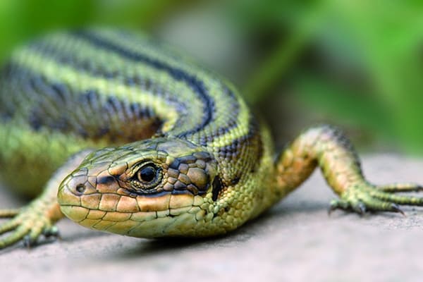 A small green lizard reptile