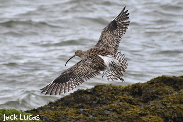 Curlew bird mid flight