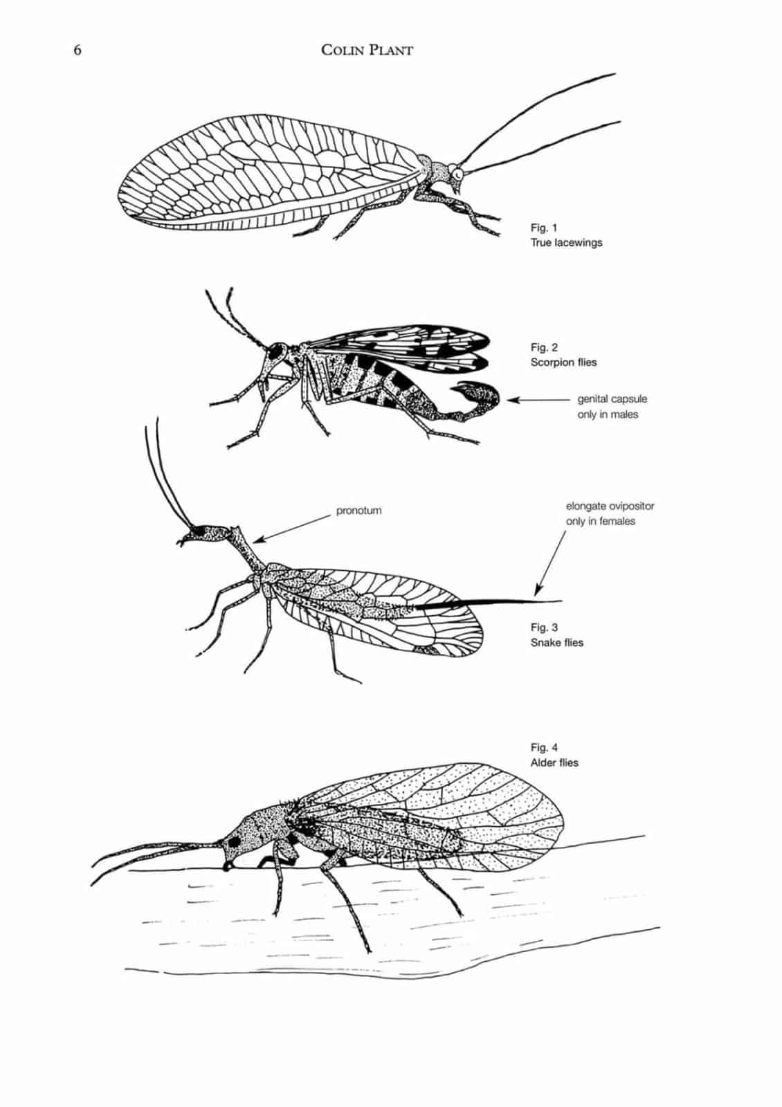 lacewings aidgap