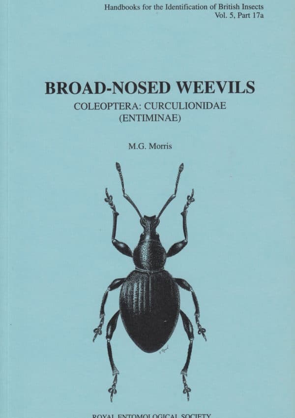 Broad nosed weevils