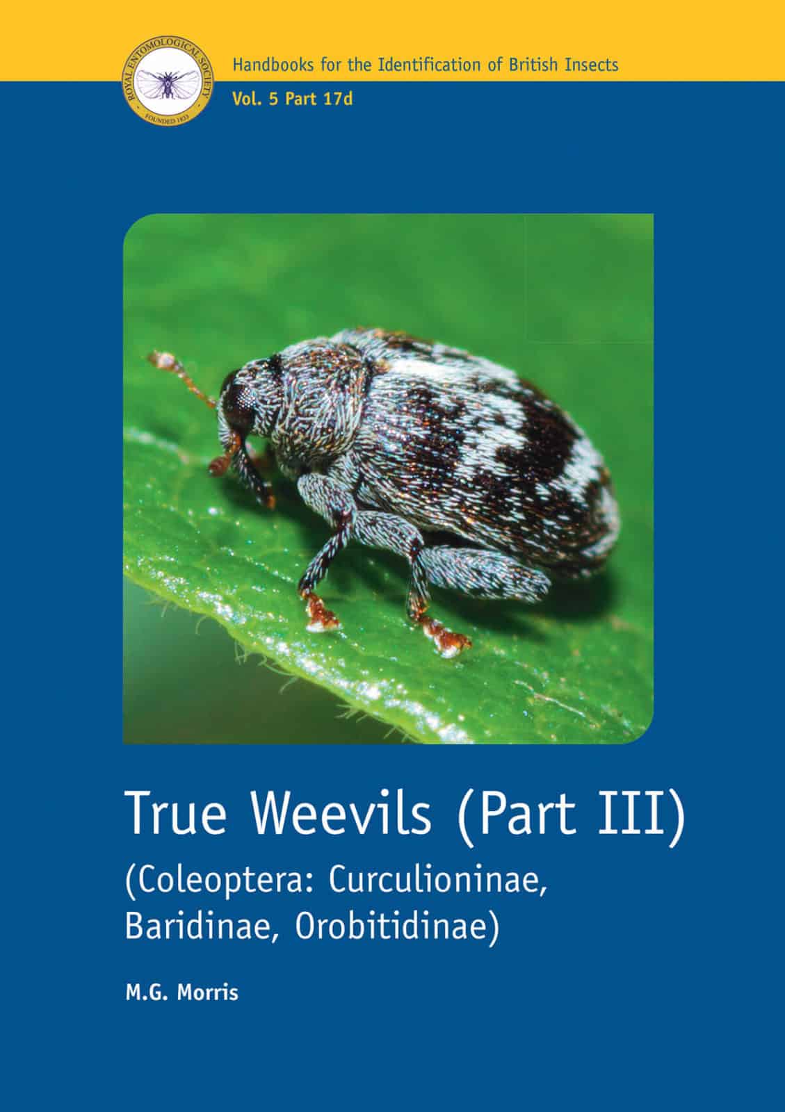 True weevils