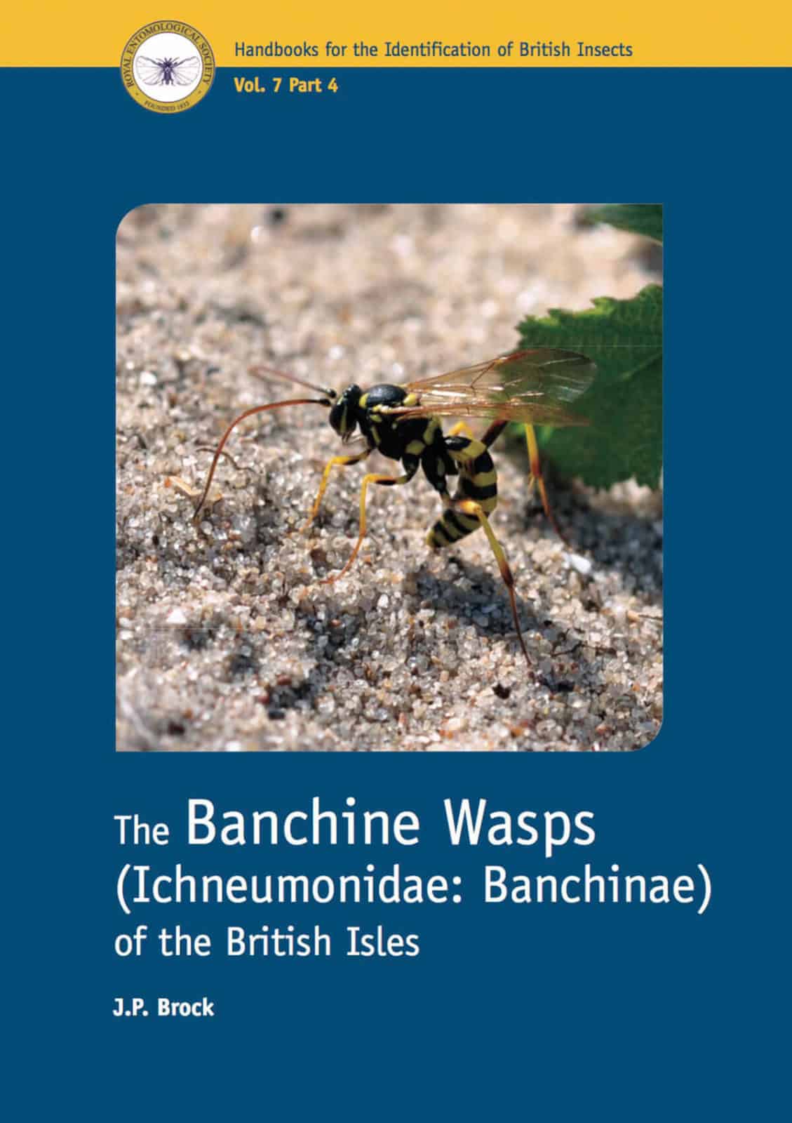 Banchine Wasps