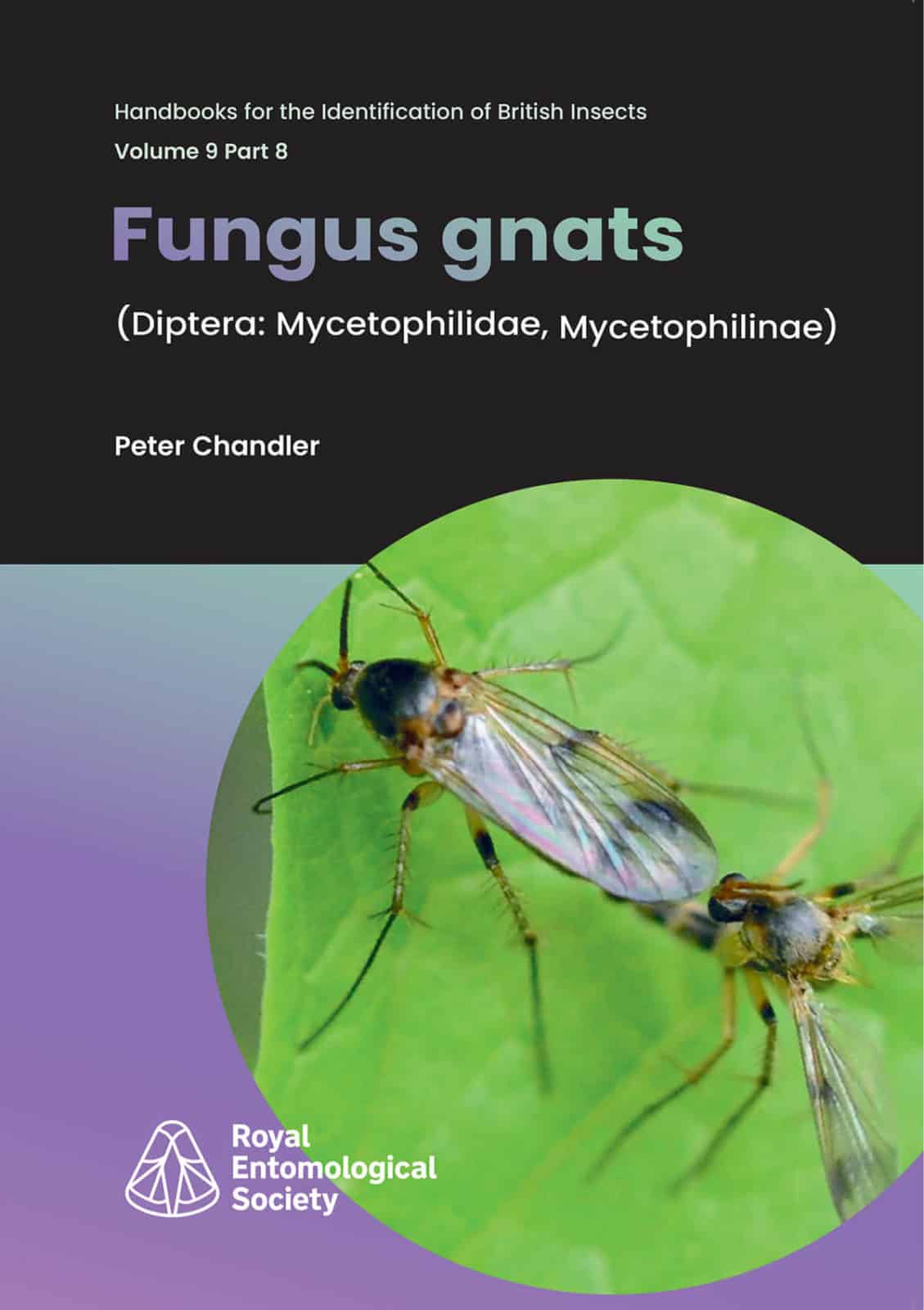 fungus gnats