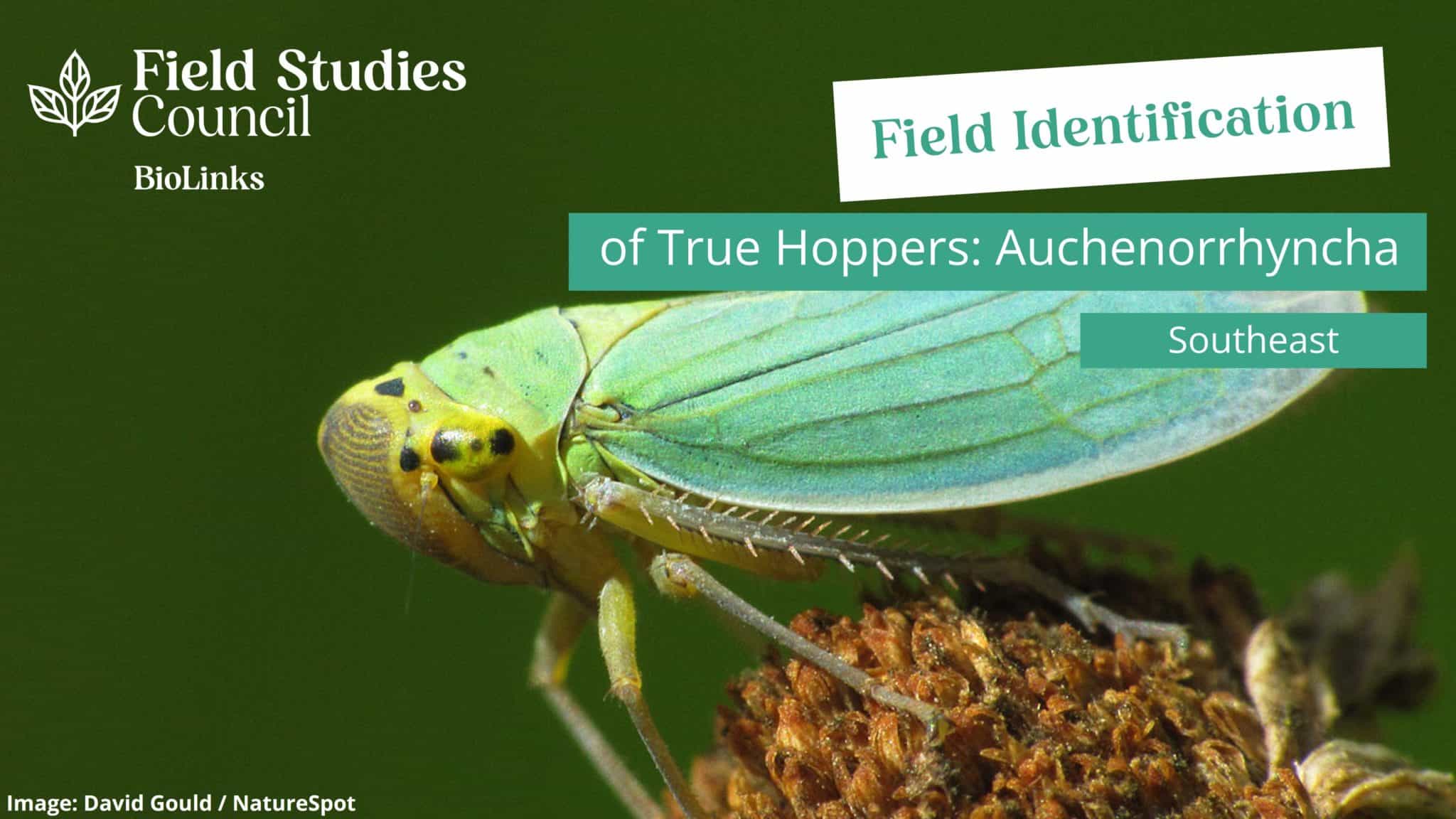 Field Identification of True Hoppers Auchenorrhyncha Field Studies Council