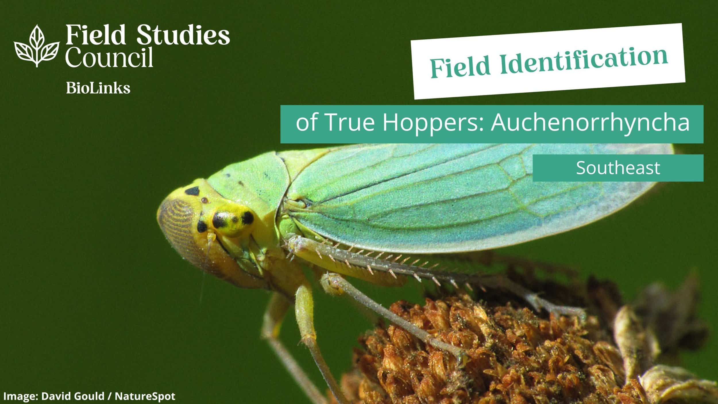 Field Identification of True Hoppers Auchenorrhyncha Field Studies