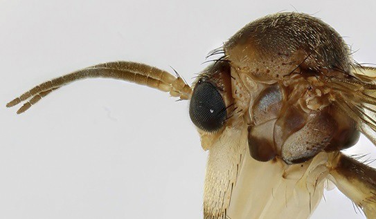fungus gnats