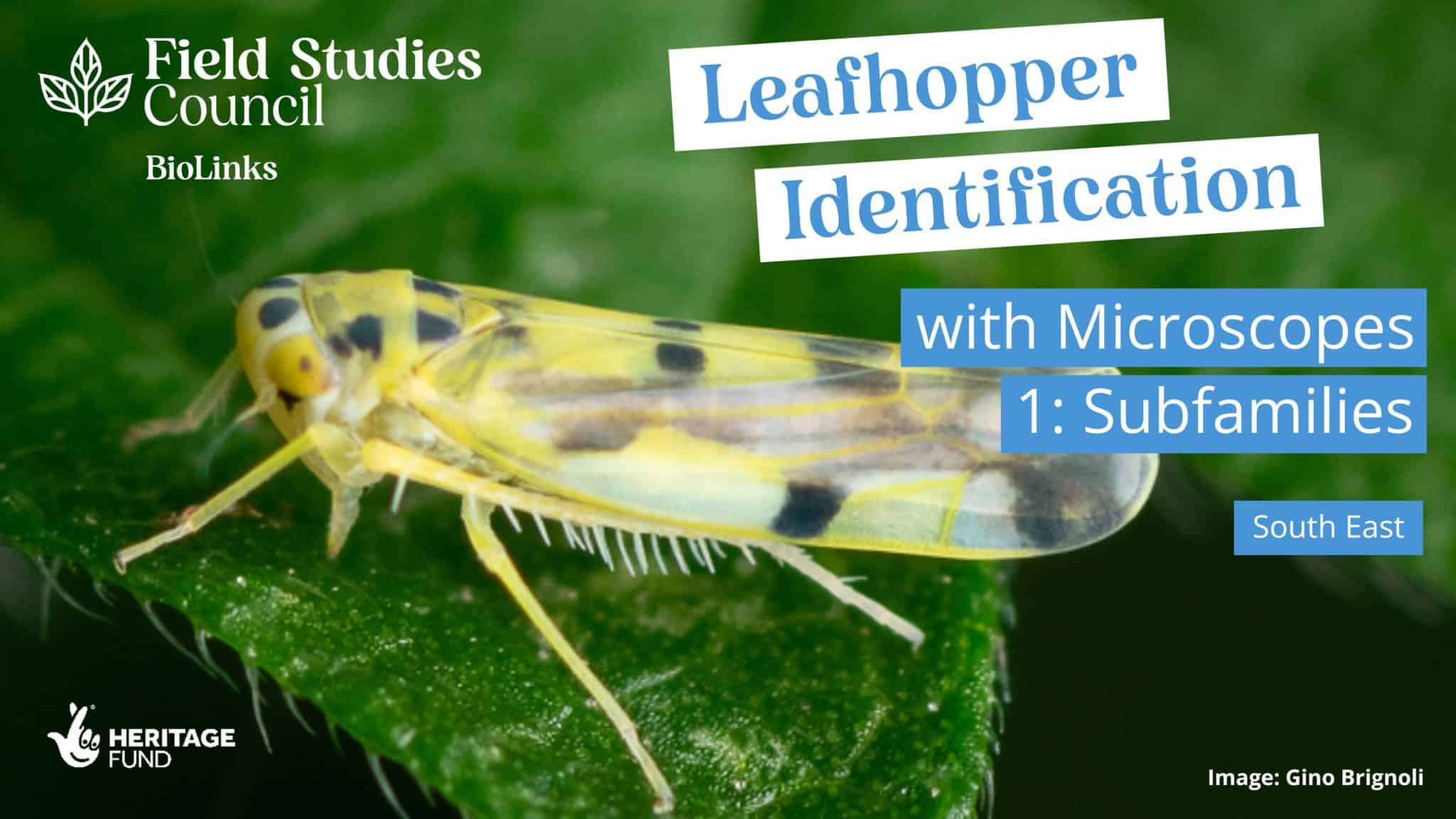 Leafhopper Identification with Microscopes 1 Subfamilies Field