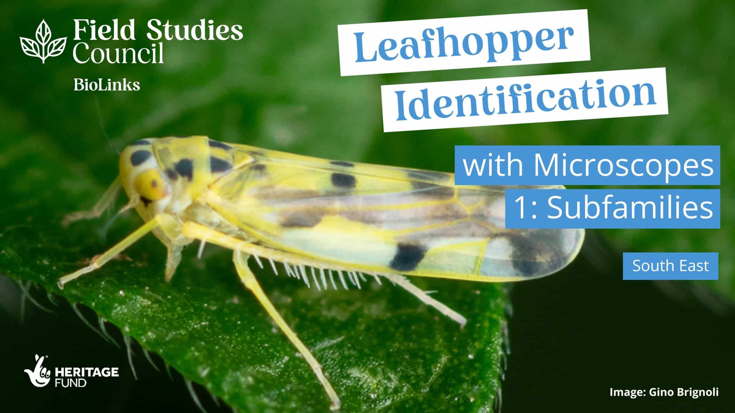Leafhopper Identification with Microscopes 1 Subfamilies Field