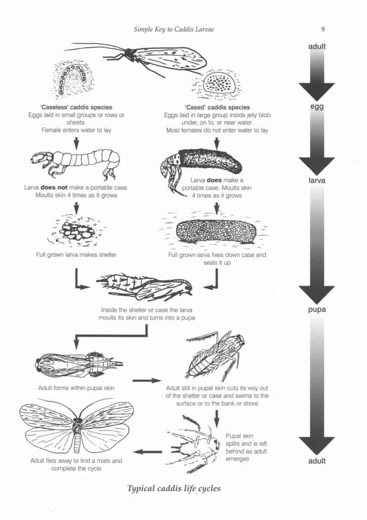 Caddis Larvae AIDGAP Foldout ID Guide Field Studies Council