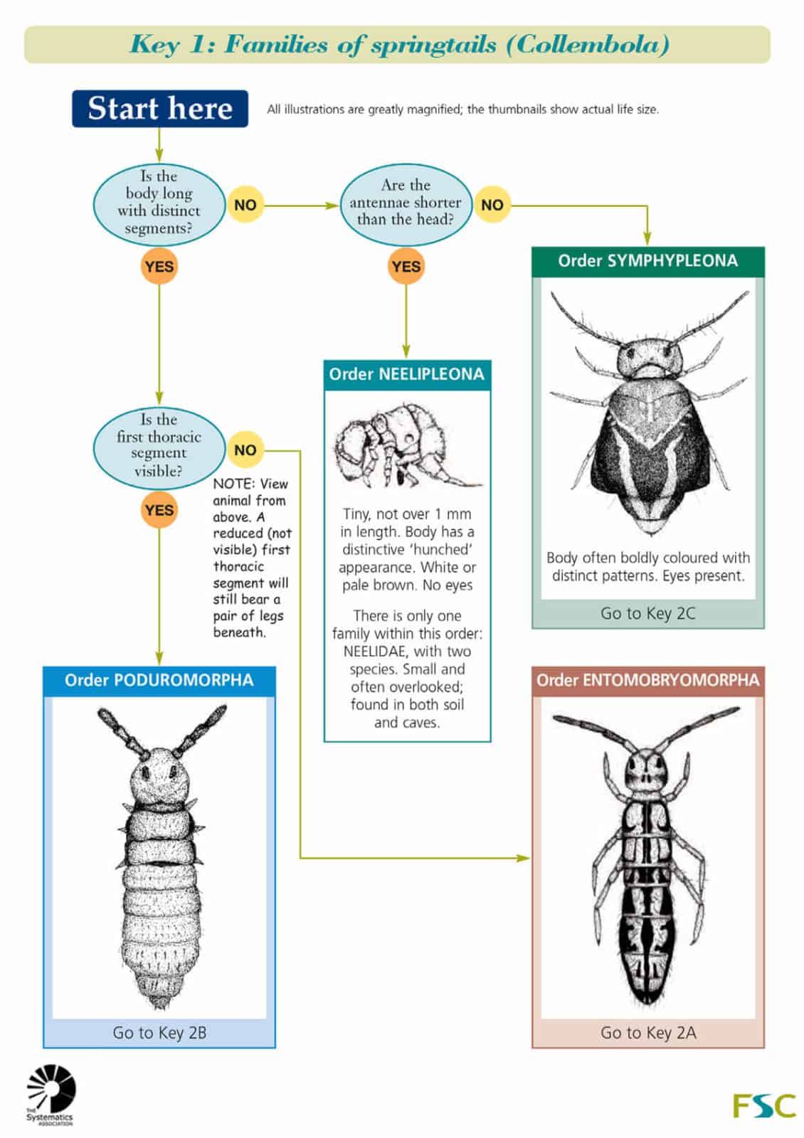 Springtails families