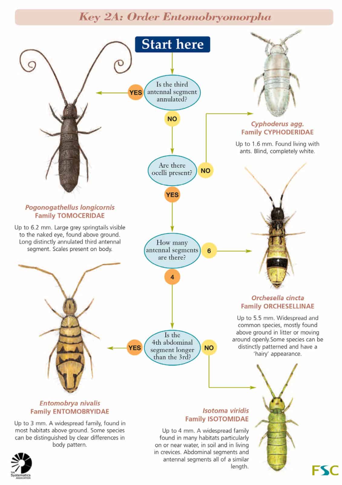 Springtails families