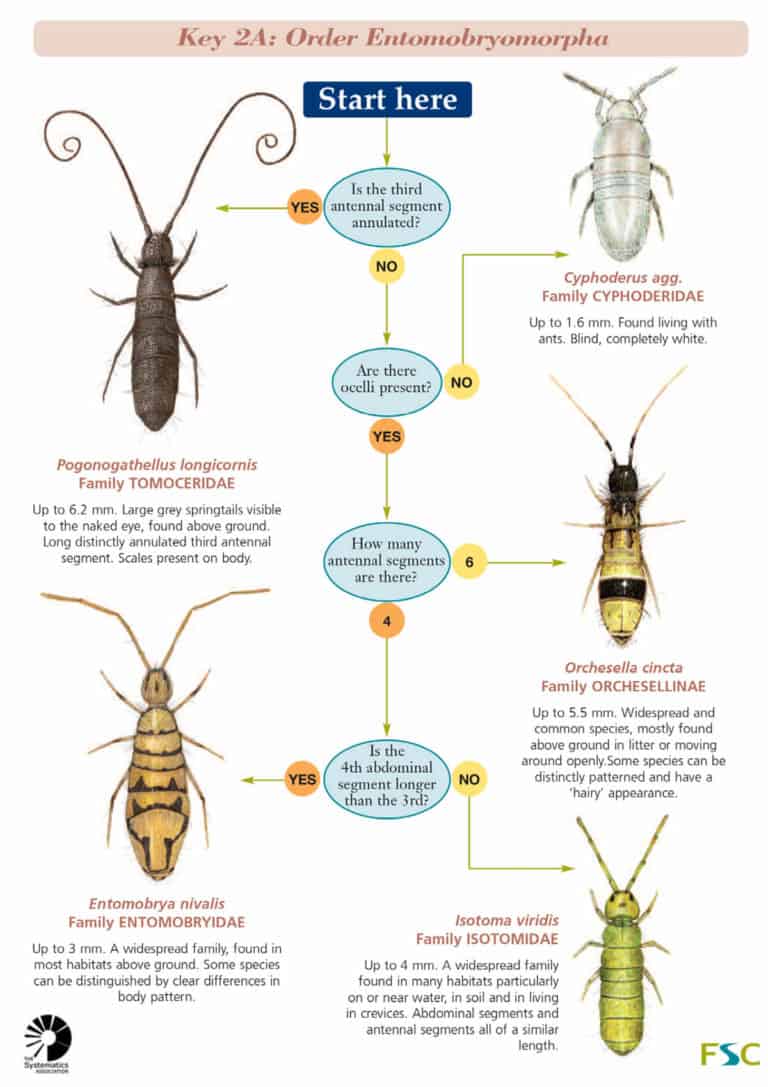 Springtail families AIDGAP – Field Studies Council