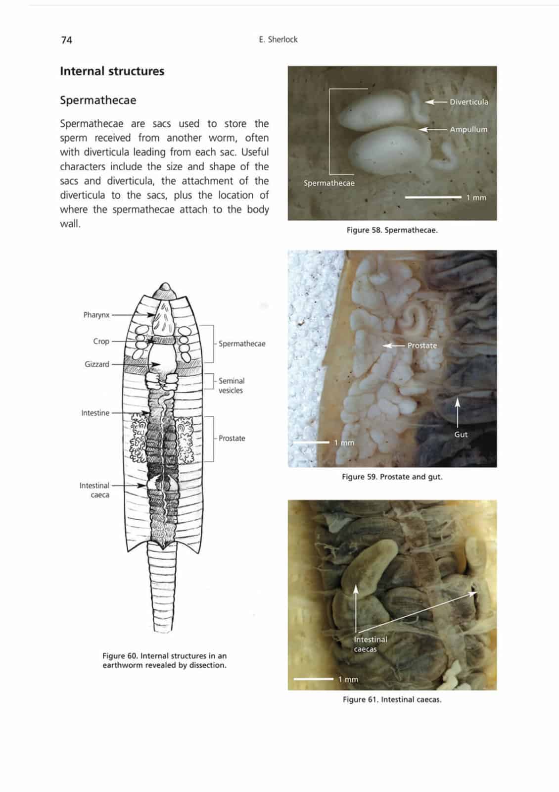 earthworms aidgap