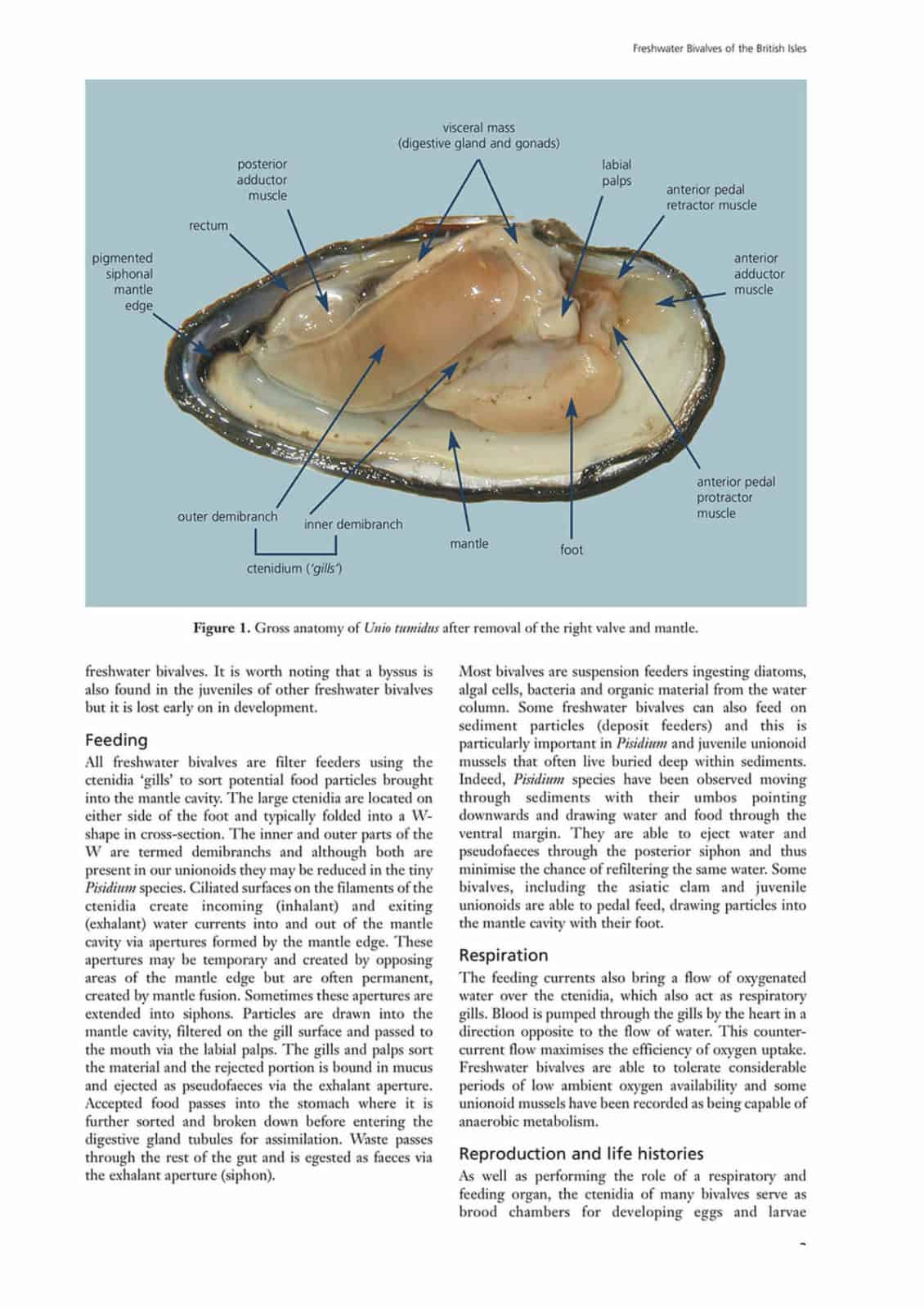 freshwater bivalves aidgap