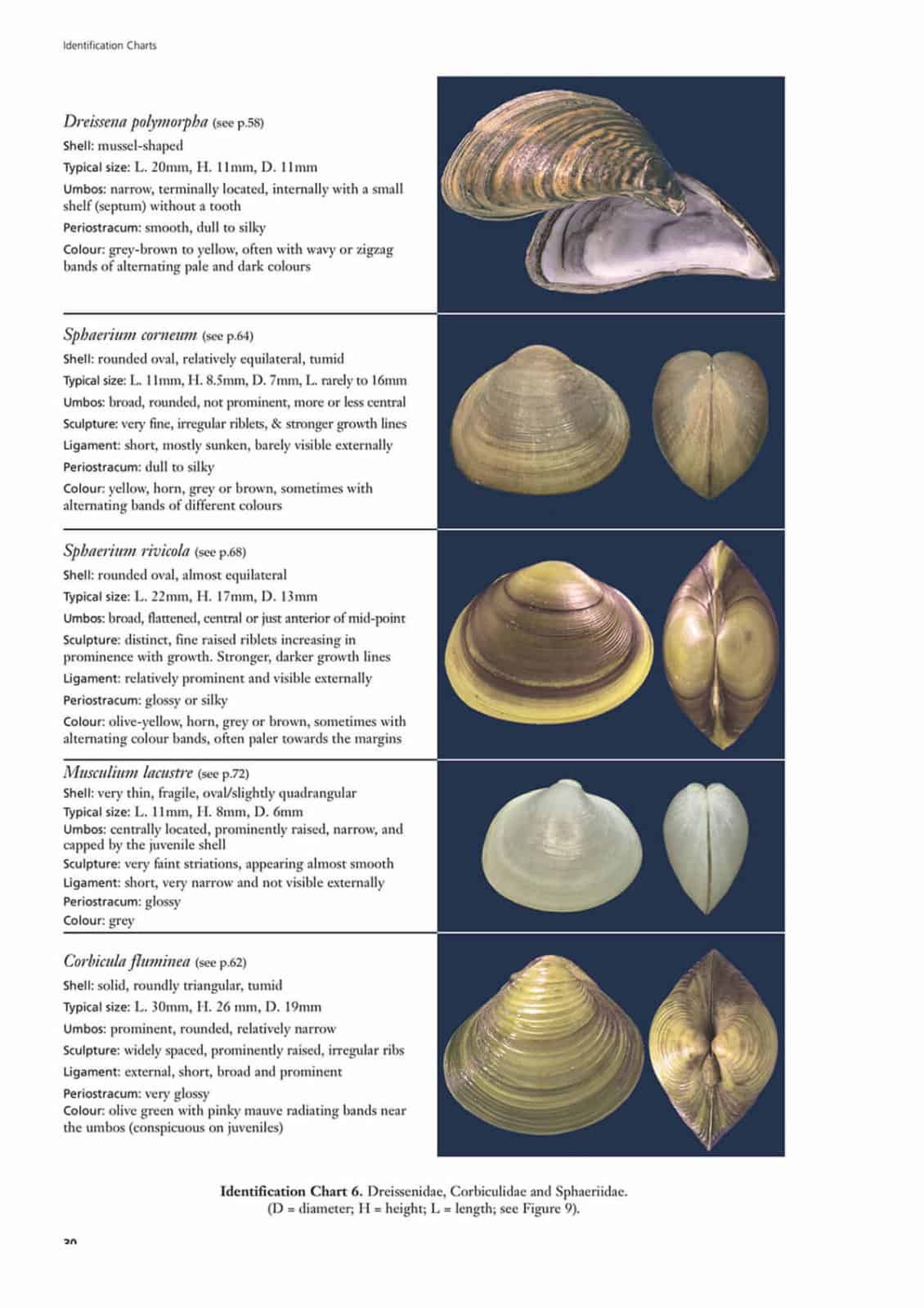 freshwater bivalves aidgap