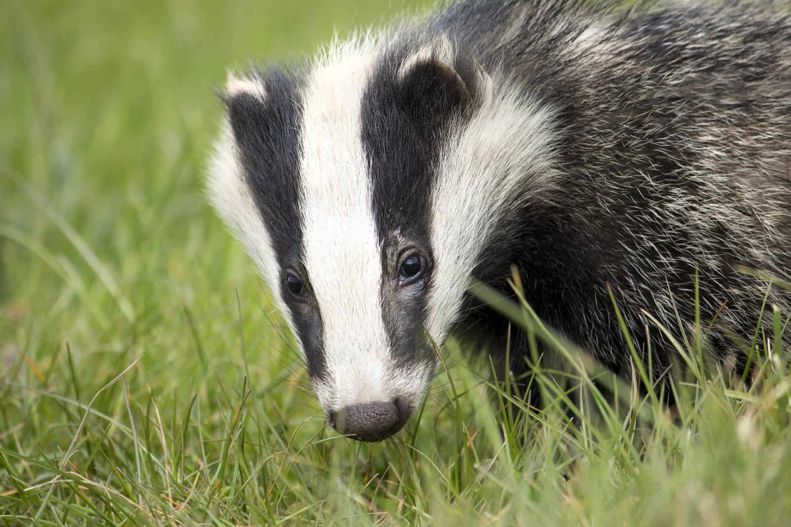 close up of Eurasian Badger face