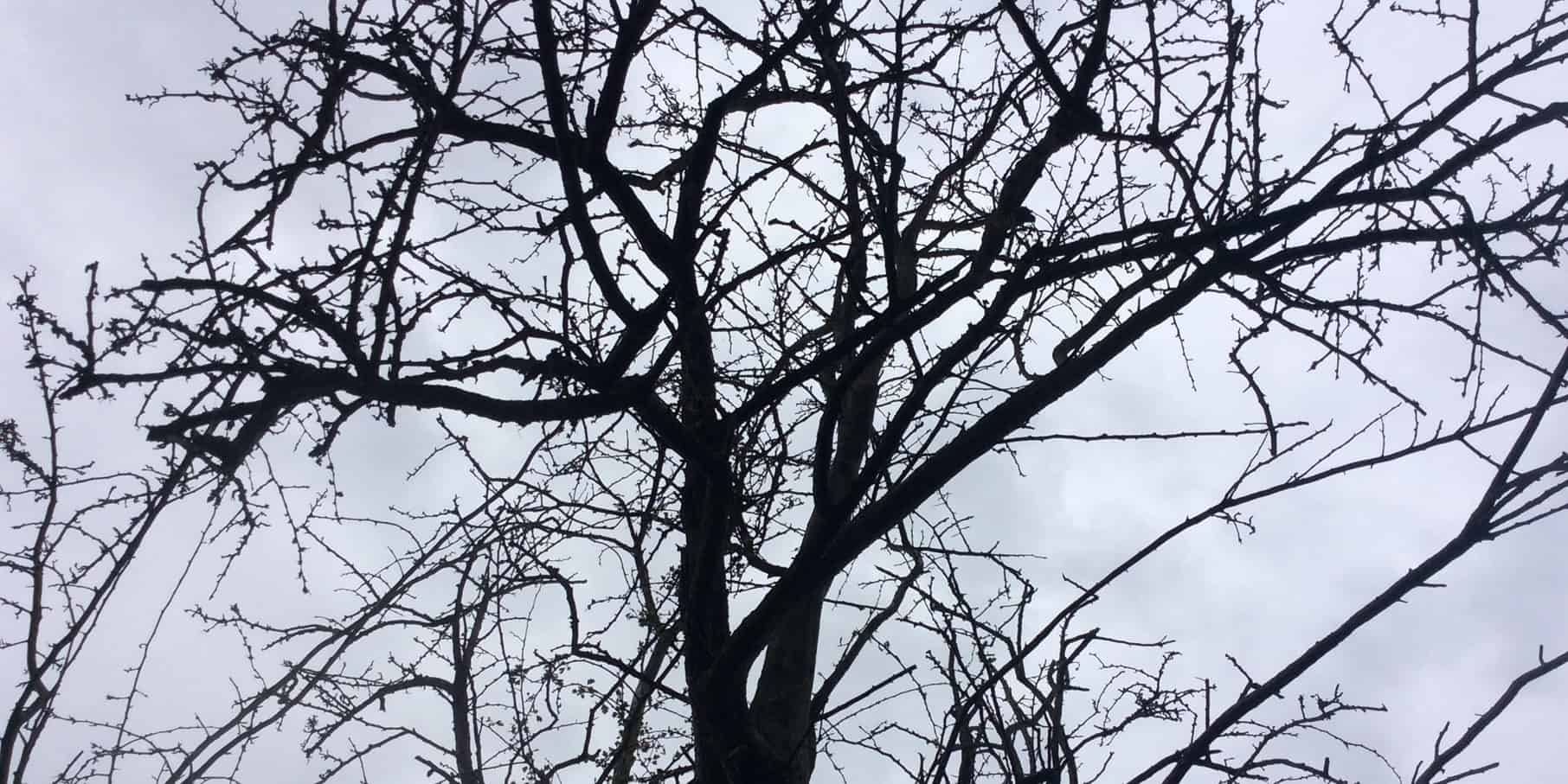 Trees In Winter: A Seasonal Walk Through The Dedham Vale – Field ...