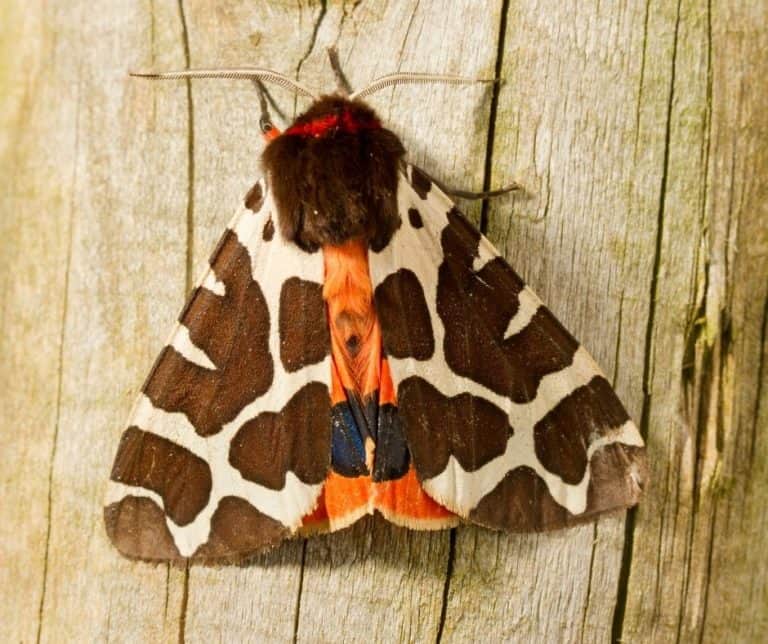 Garden Tiger Moth