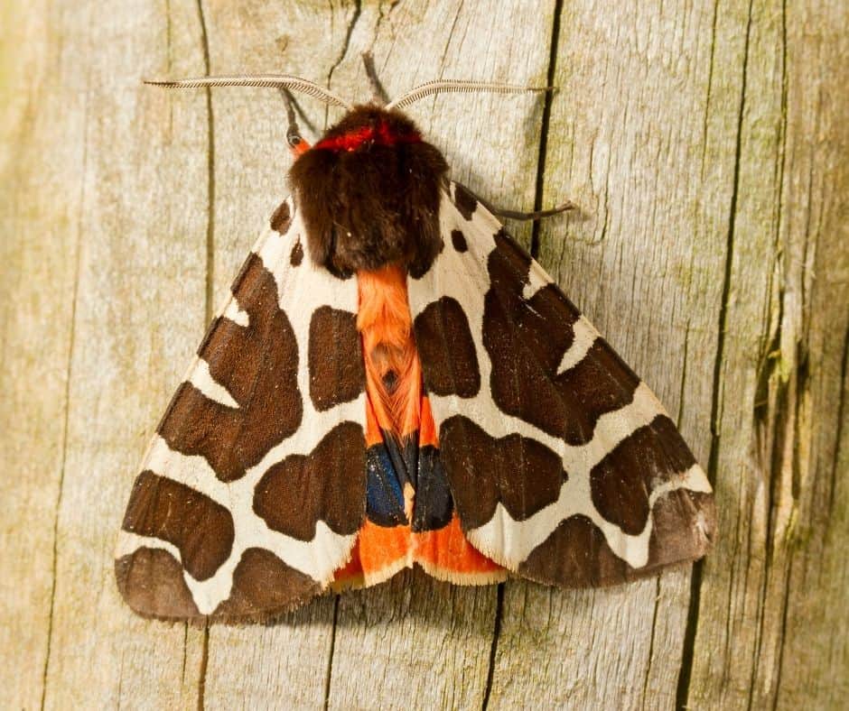 moth sitting wood
