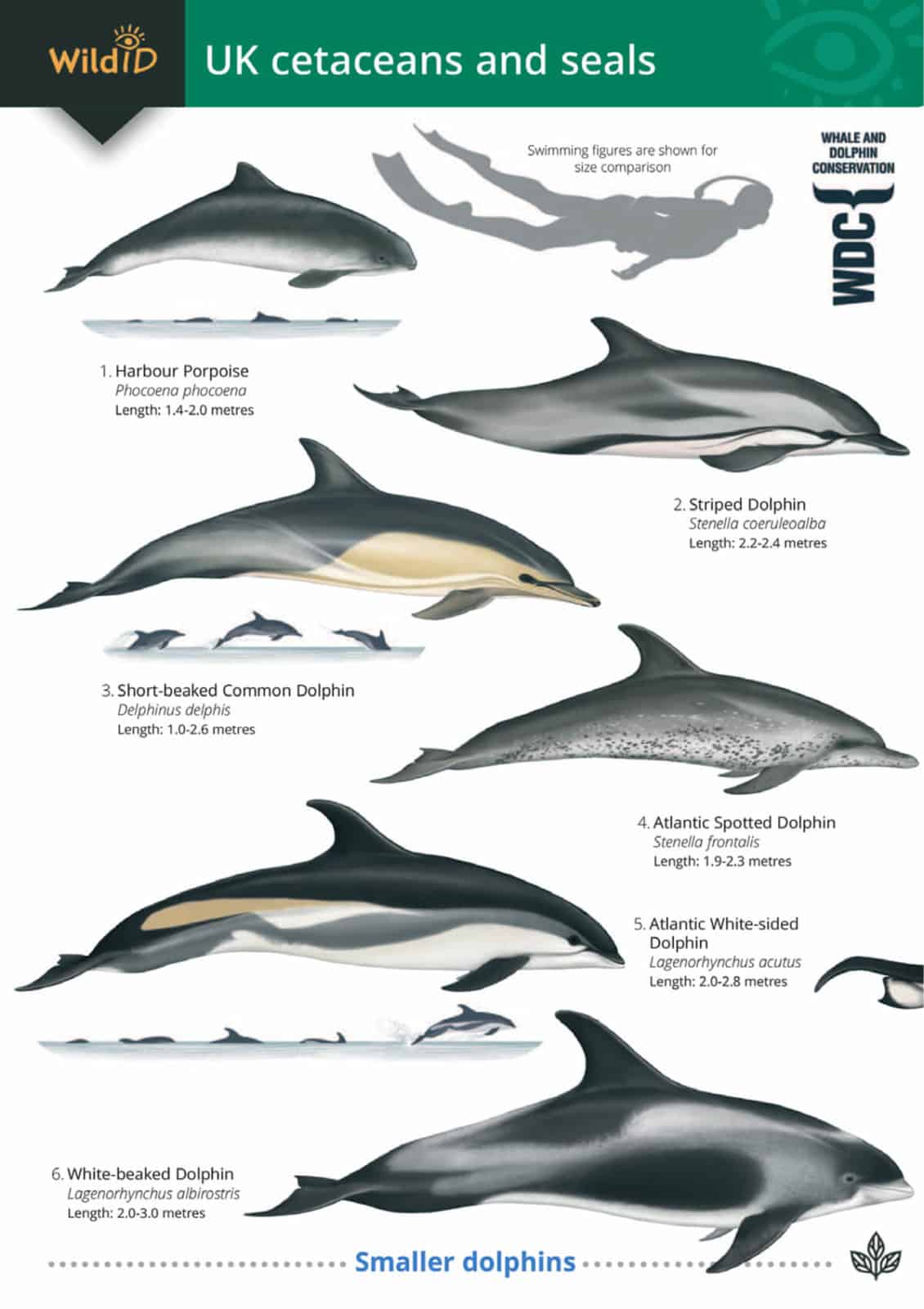 Cetaceans and seals