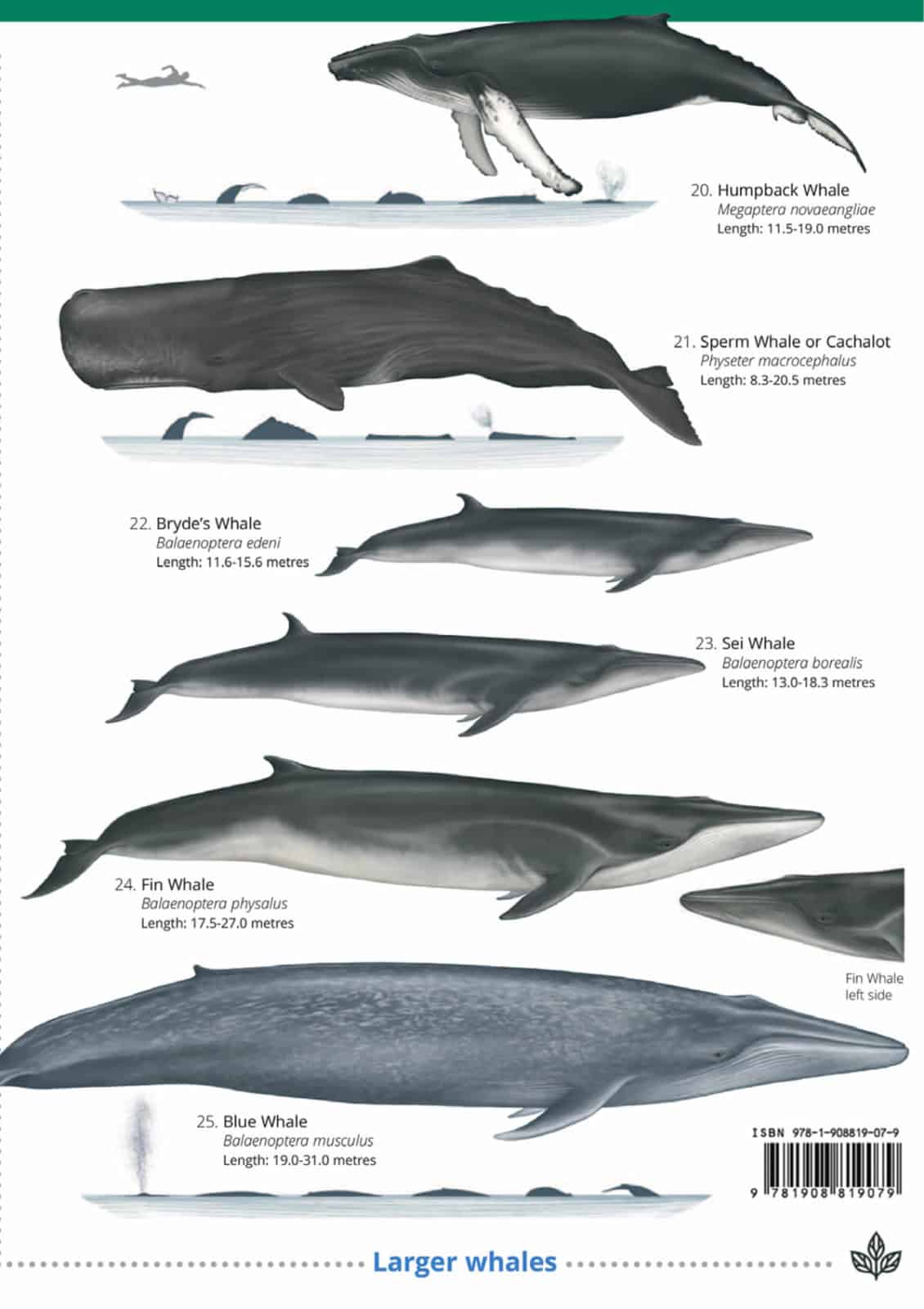 Cetaceans and seals
