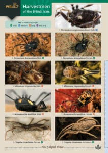 Harvestmen – Field Studies Council