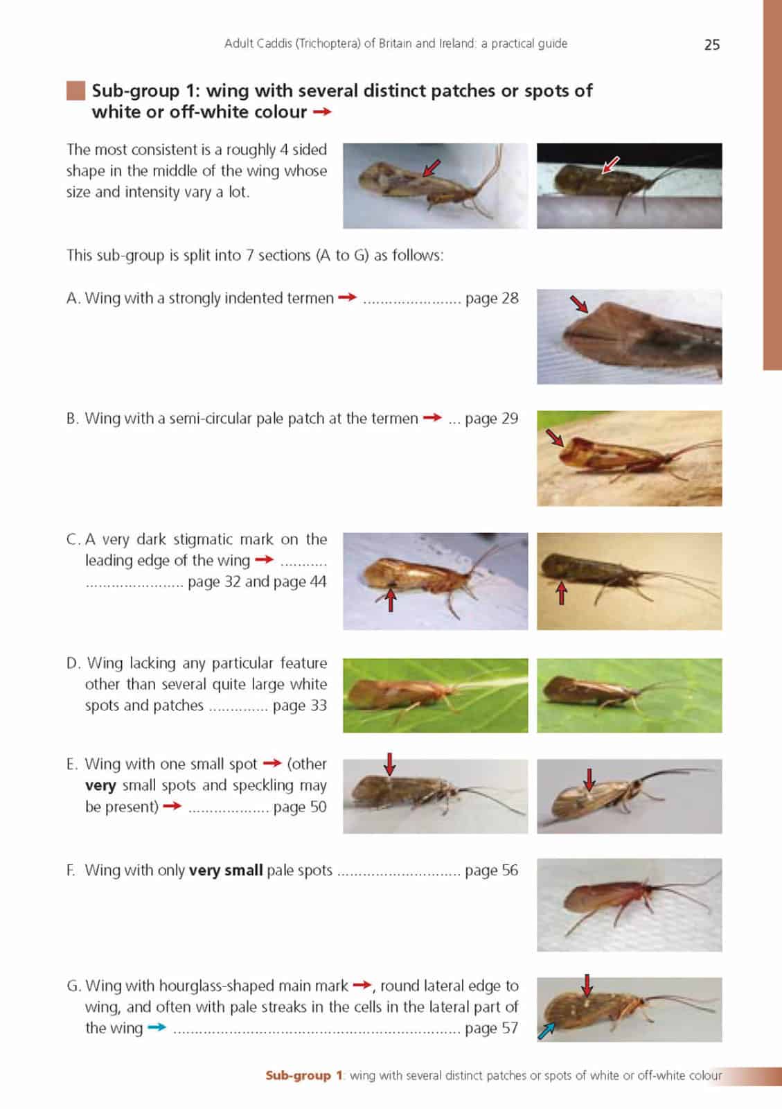 adult caddis