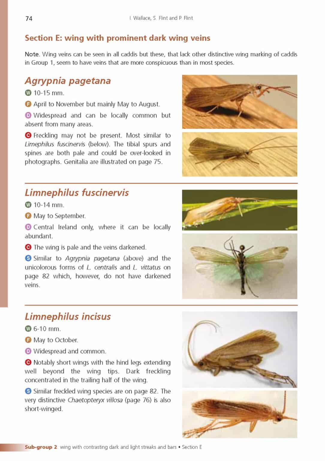 Adult caddis AIDGAP Field Studies Council