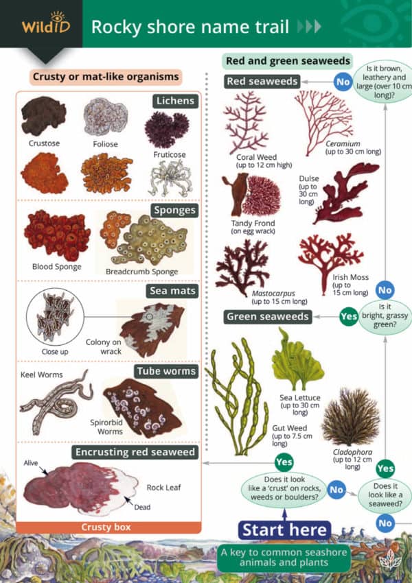 Rocky shore name trail