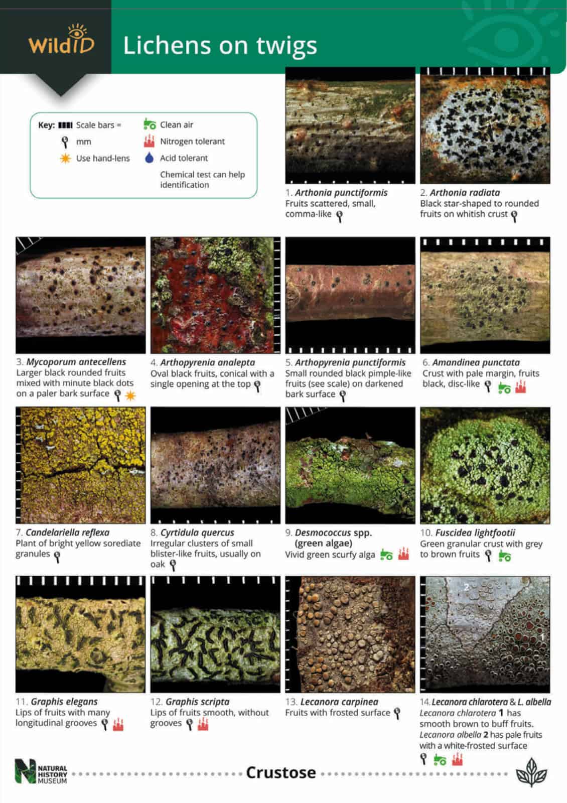 Lichens on twigs